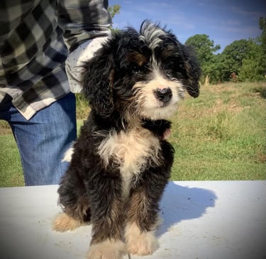 Dinah the Bernedoodle puppy