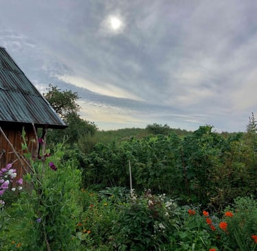 „Žolynų medus“ bitynas įsikūręs natūralios žemdirbystės ūkyje „Žolynų namai", kur bites renka nektarą iš laukinių pievų žiedų