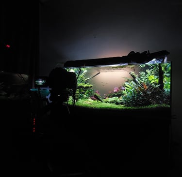 aquario plantado aquapaisagismo plantas