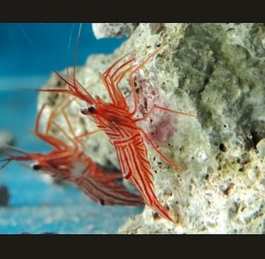 camarão bailarino na rocha