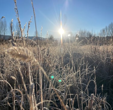 a sun shining through the frost covered grass