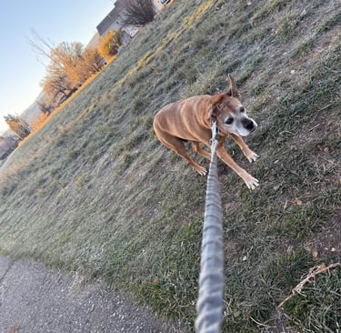 a dog is looking up at the camera while a dog is standing on a leash