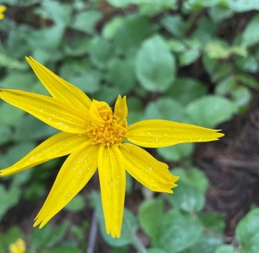 a yellow flower with water droplets on it
