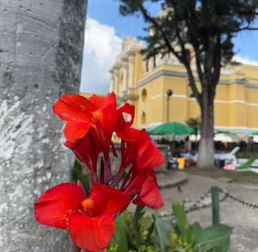 a red flower in front of a yellow building