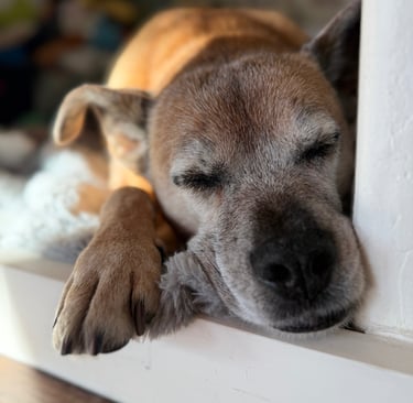 a dog is sleeping on a window sill