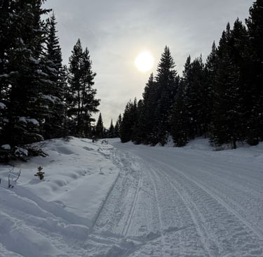 a dog is sitting in the snow