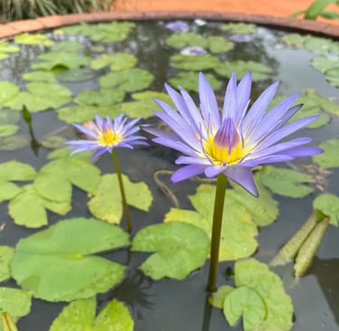 a couple of purple flowers in a pond