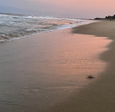 a crab is standing on the beach at sunset