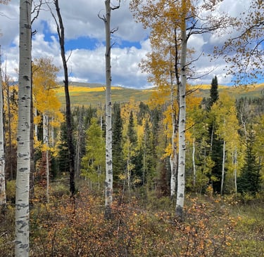 a forest filled with lots of trees and yellow leaves
