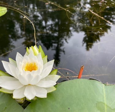 a white lotus flower in a pond with a red sticker