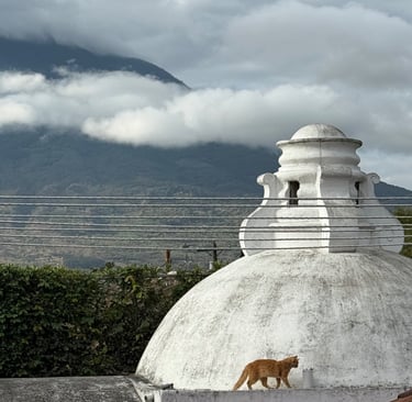 An orange tabby cat walks across a white domed rooftop with foggy mountains in the background.
