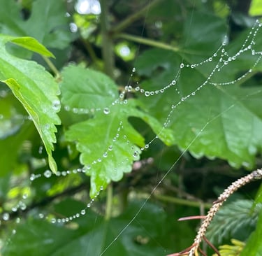 a spider web webpage with a spider web webpage