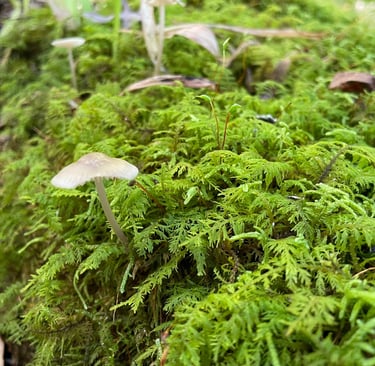 a mushroom on a mossel covered ground