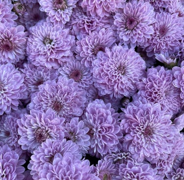 a bunch of purple flowers that are in a bunch