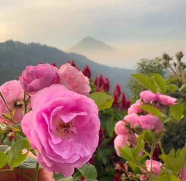 a person holding a flower in front of a mountain