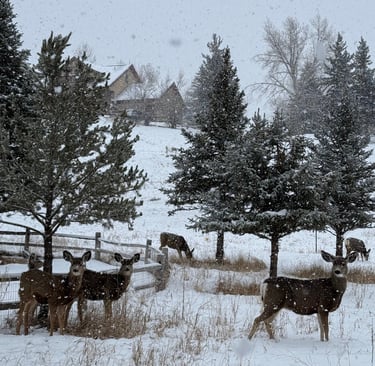 a herd of deer in the snow