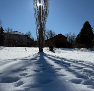 a lone tree in the snow with a sun shining through the branches