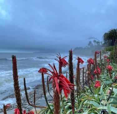 a beach with red flowers and a cloudy sky