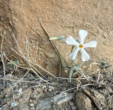 a white flower growing out of a rock wall