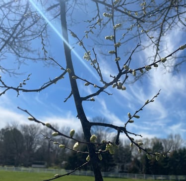 a tree with a few buds of flowers on it