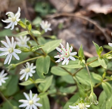 a bunch of white flowers that are growing on the ground