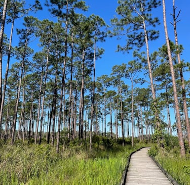 a wooden boardwalk with a wooden boardwalk in the foreground