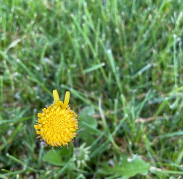 a single flower in the grass with a yellow flower