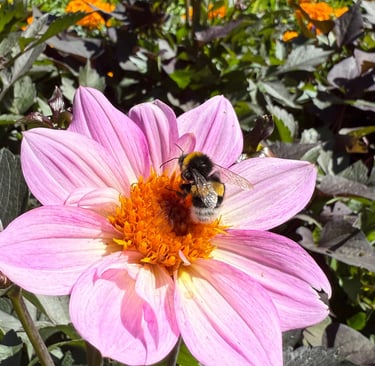a bee on a flower in a field