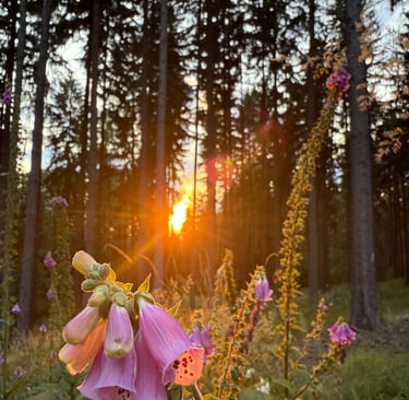 a flower on a field with a sun setting in the background
