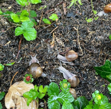 snails crawling on the ground with leaves and plants