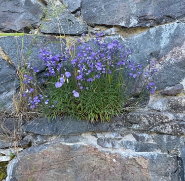 a plant growing out of a stone wall