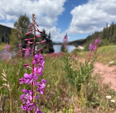 Flower with lake in the background