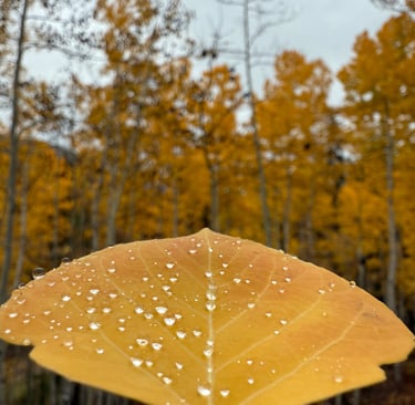a person holding a leaf shaped leaf in front of a forest