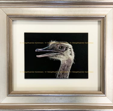 Framed close up scratchboard of a rhea.