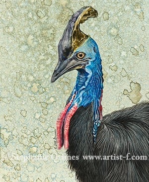 Detailed Ink painting of a Southern Cassowary bird with a blue neck and tall casque.