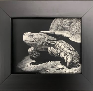 Detailed black and white scratchboard drawing of a tortoise in a black frame.
