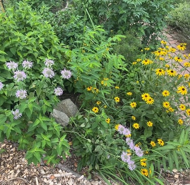 Beautiful native plants in an informal setting