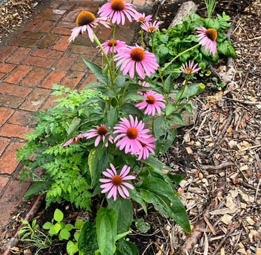 Echinacea purpurea in full bloom