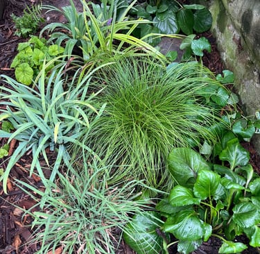An array of shade tolerant native plants