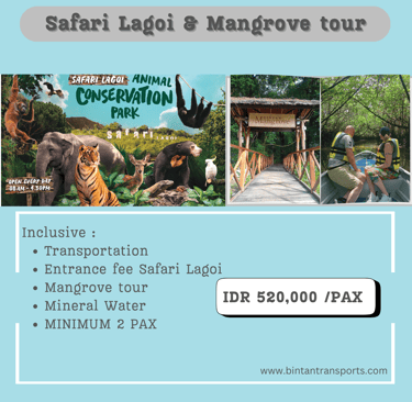 Safari Lagoi & Mangrove tour
