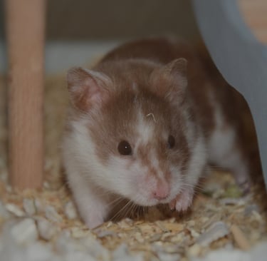 a small brown and white hamster in a cage