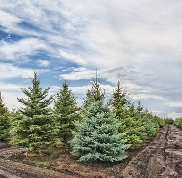 Christmas Tree Farm