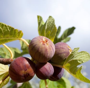 Fig tree