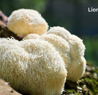 Lion's mane mushroom