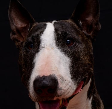 Animal Therapy for Anxiety - Clinicaldepression.online