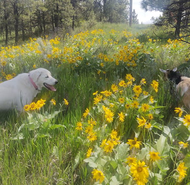 Our Lily-wolf will always be remembered with love!
