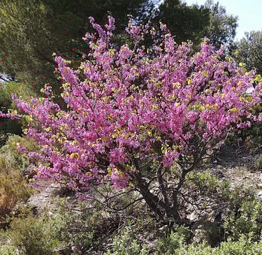 Cercis en fleurs - symbole du sud