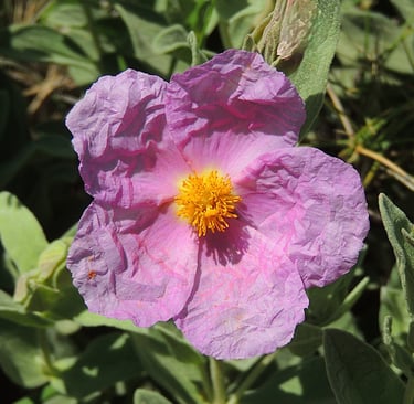 Ciste - une fleur de soie