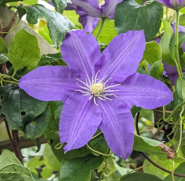 Clématite violette