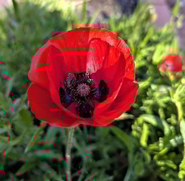 fleur de coquelicot - simple et magnifique !
